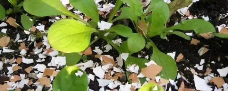 鸡蛋壳可以做肥料吗