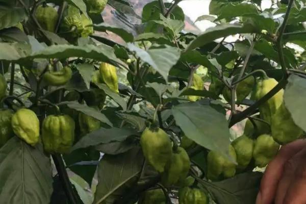 工业辣椒每亩产量是多少公斤