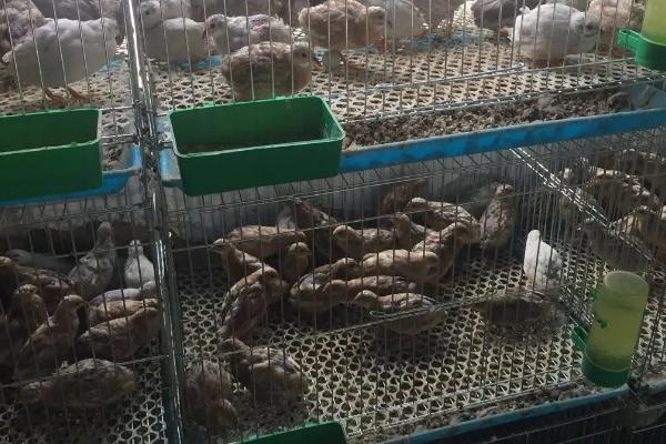 为什么禁止饲养芦丁鸡