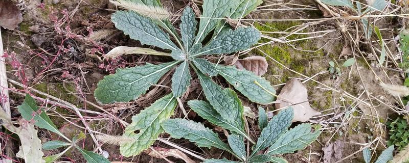 生地的种植方法