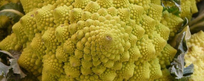 宝塔花菜是转基因的吗