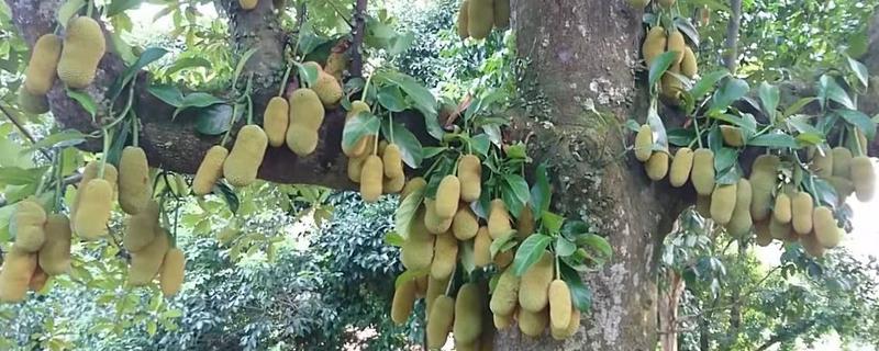菠萝蜜长在什么地方