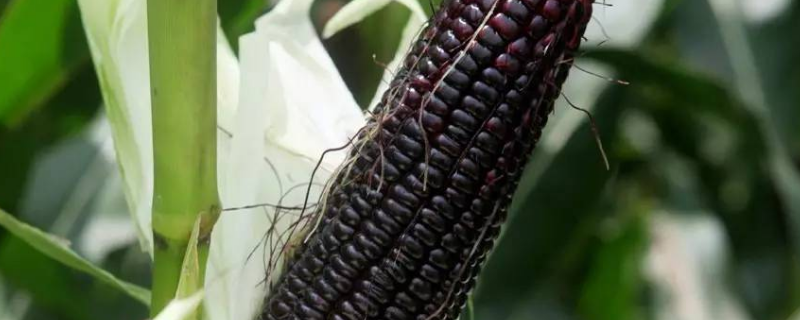 黑玉米种植技术要点
