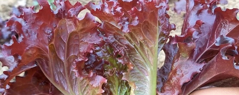 紫叶生菜怎么种