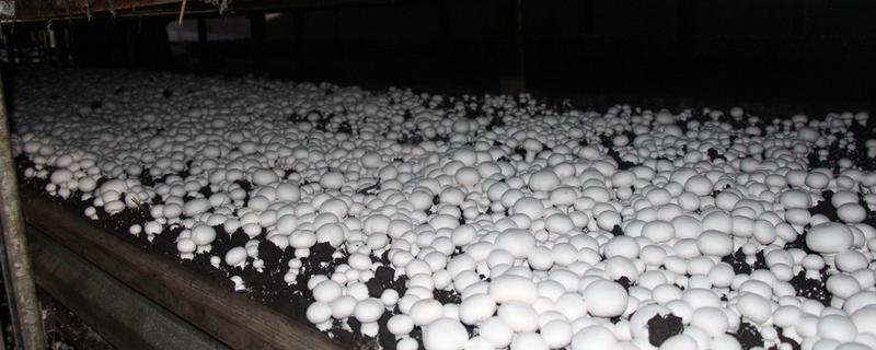 双孢菇高产栽培技术