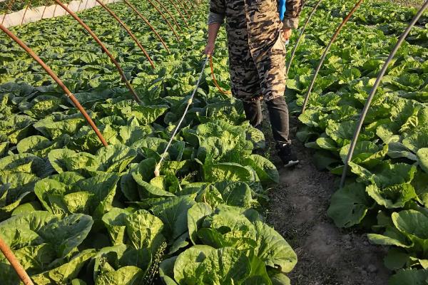 乐果农药打菜几天能吃