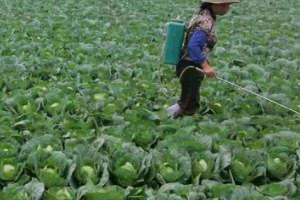 乐果农药打菜几天能吃