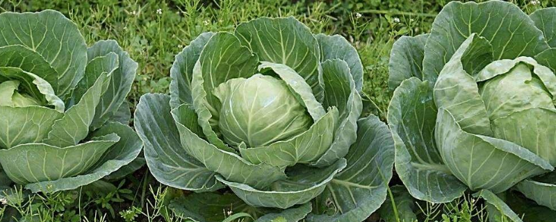 圆白菜是大头菜吗