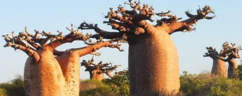 面包树长什么样