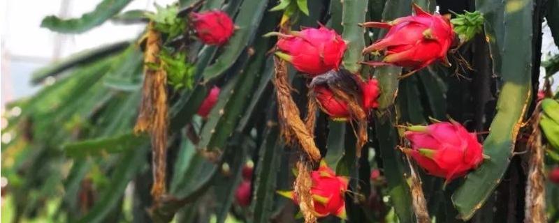 火龙果怎么过冬