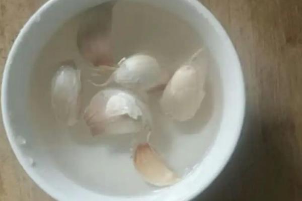 蒜苗生长过程图片