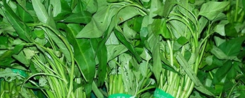 通菜是空心菜吗
