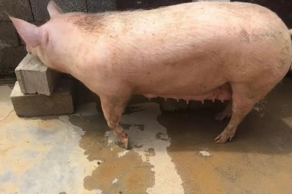 母猪发情有什么症状