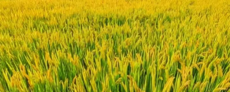 杂交水稻比普通水稻产量高多少