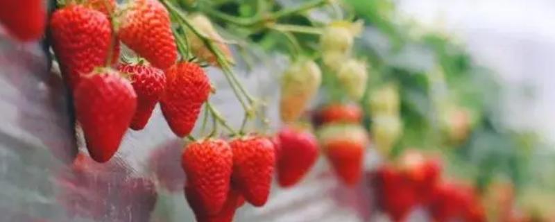 草莓用什么肥料最好
