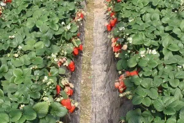草莓用什么肥料最好