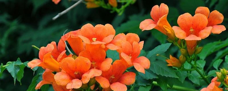 凌霄花要打顶吗