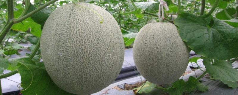 哈密瓜种植留几根蔓