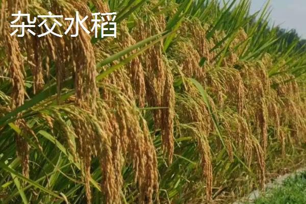 杂交水稻和普通水稻的区别
