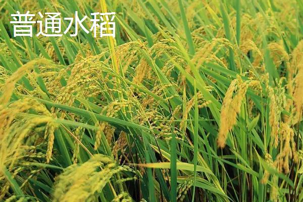 杂交水稻和普通水稻的区别