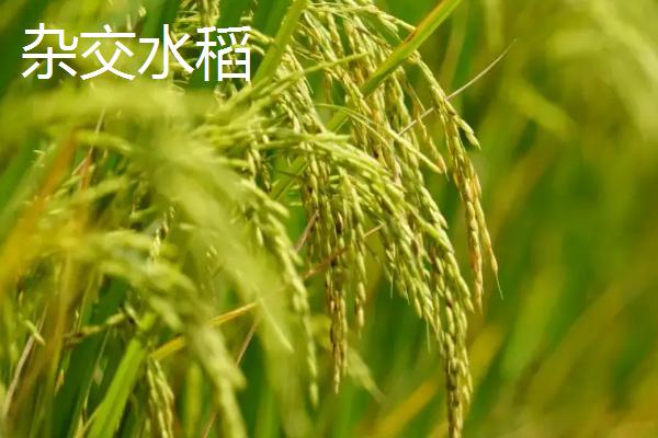 杂交水稻和普通水稻的区别