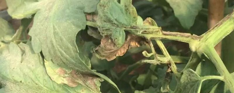 番茄果实病害怎么治