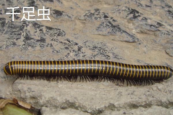 蜈蚣和千足虫有什么区别