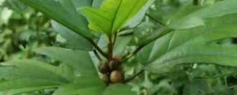 五指毛桃种植多长时间可以收成