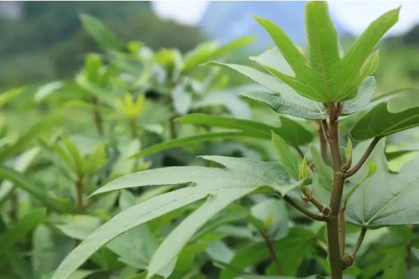五指毛桃种植多长时间可以收成