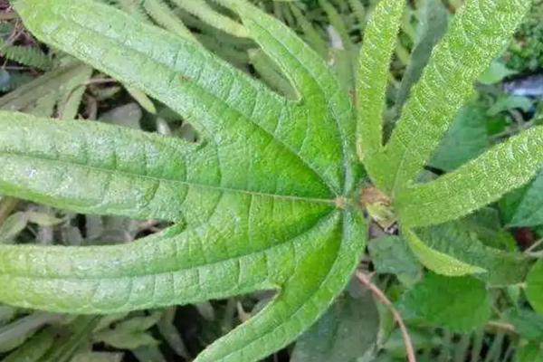 五指毛桃种植多长时间可以收成