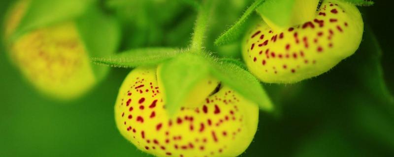 元宝花怎么繁殖