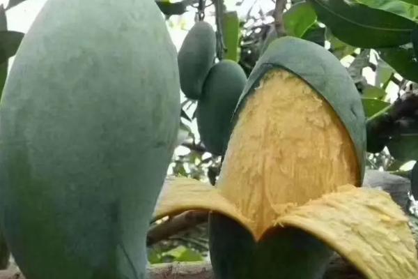 桂七芒果哪里产的最正宗