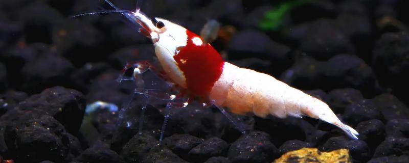 观赏虾怎么繁殖小虾