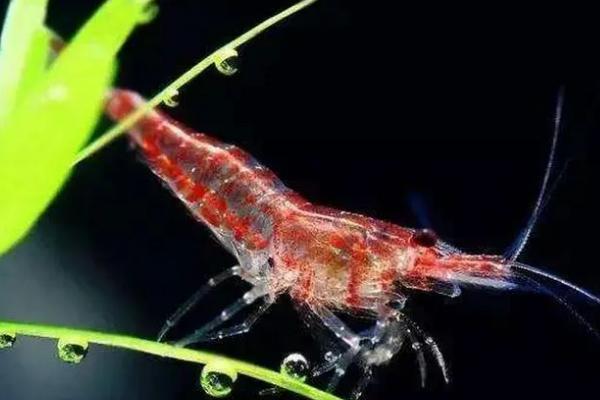 观赏虾怎么繁殖小虾