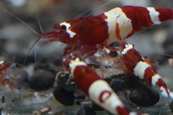 观赏虾怎么繁殖小虾