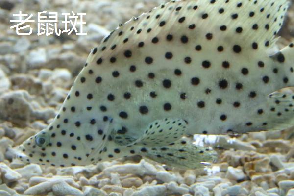 老鼠斑和东星斑哪个贵