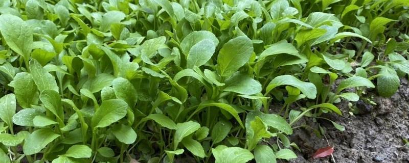鸡毛菜是发物吗