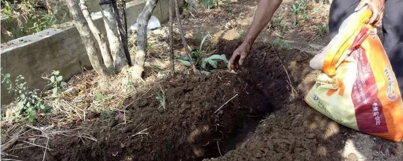 果树什么时间施肥