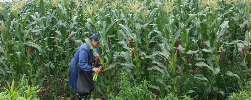 新单61玉米品种介绍