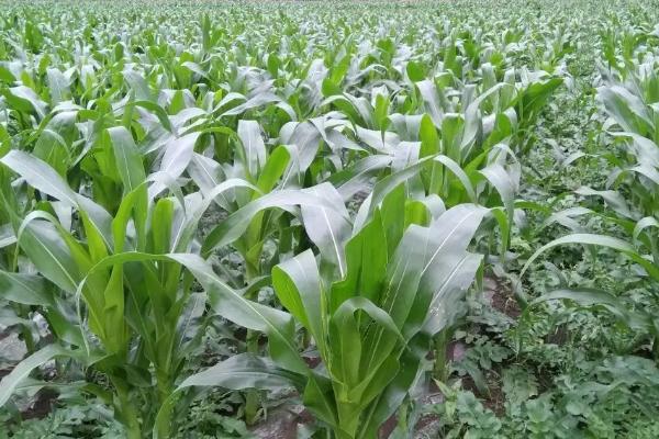 新单61玉米品种介绍