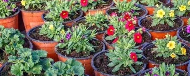 自制花肥生虫怎么办