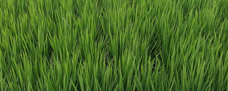 水稻坐胎了还能打除草剂了吗