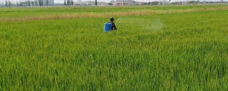 水稻打什么药能增产