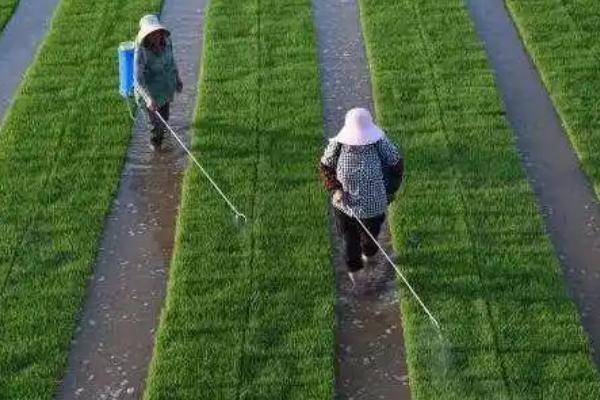 水稻扬花期能否用无人机喷药