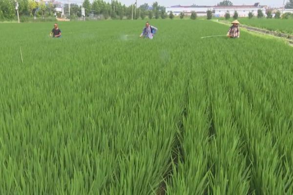 水稻防治害虫的适宜时间