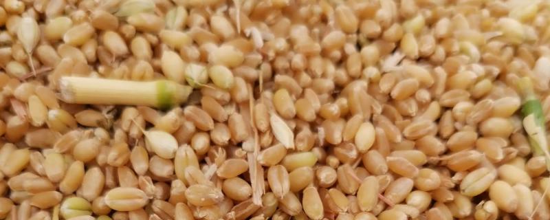 小麦等级划分标准
