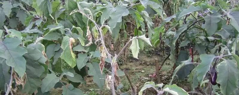 茄子青枯病的治疗方法