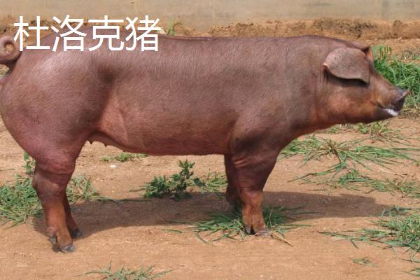 杜洛克猪和巴克夏猪哪个长得更快