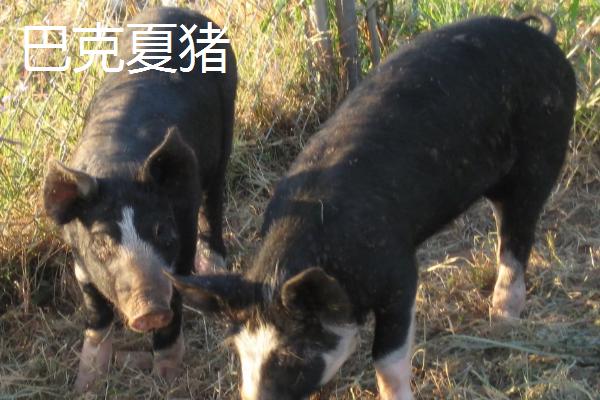 杜洛克猪和巴克夏猪哪个长得更快