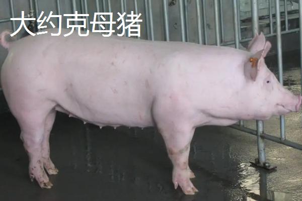 杜洛克猪和巴克夏猪哪个长得更快